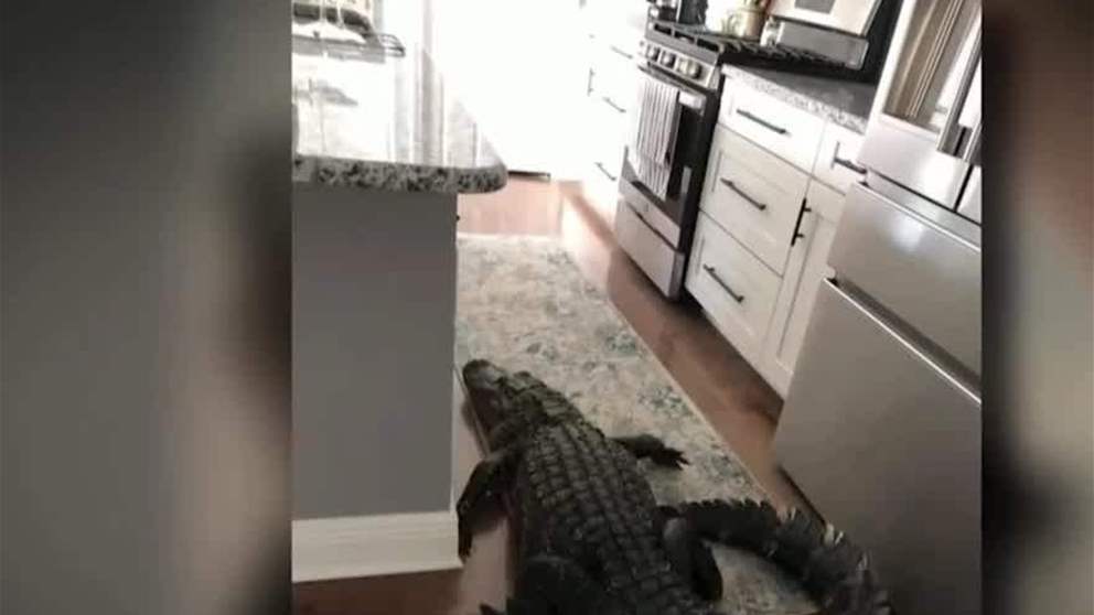 فلوريدا .. تمساح بطول 8 اقدام يزور سيدة في مطبخها 