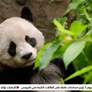   حديقة سان دوييغو تستضيف زوج باندا عملاق من الصين للمرة الأولى من 21 عاماً