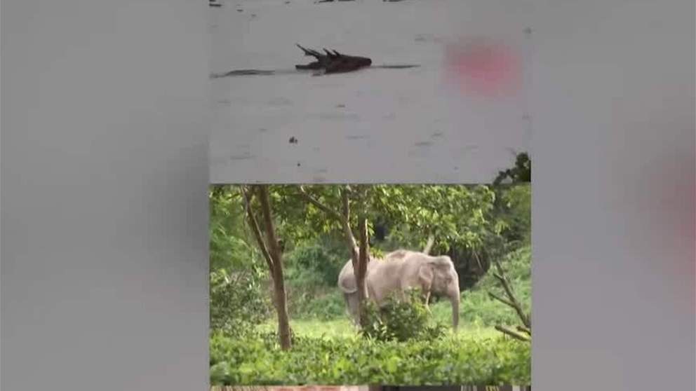 فيضانات مدمرة تودي بحياة عشرات الحيوانات في منتزه بالهند