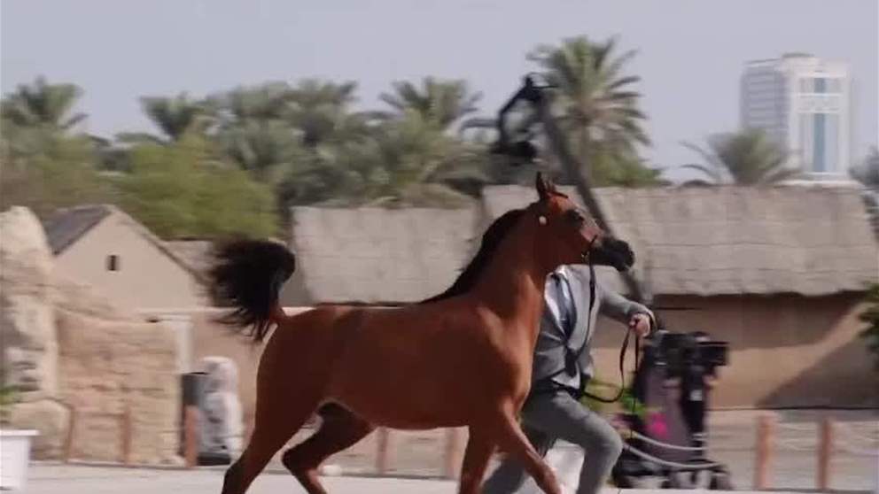 منافسات مثيرة في اليوم الاول لبطولة الفجيرة الدولية للخيل العربي